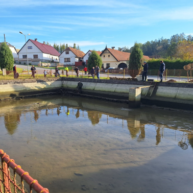 Výlov kaprů z požární nádrže (19. října 2024 Důl)